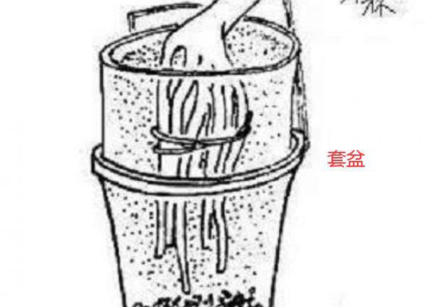 米兰提根盆景如何制作最好看