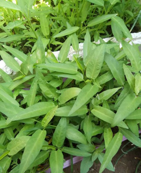 二伏天可以种什么菜