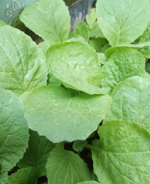 二伏天可以种什么菜