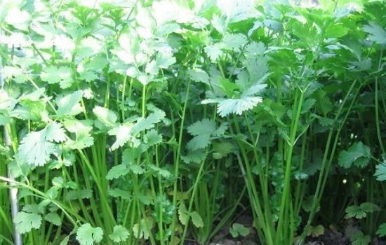 二伏天可以种什么菜