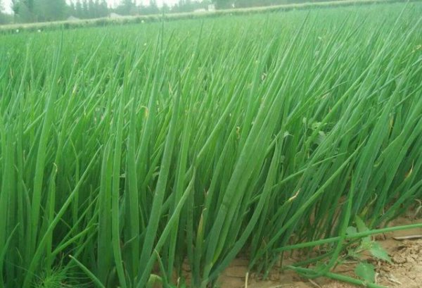 二伏天可以种什么菜