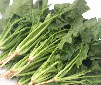 二伏天可以种什么菜