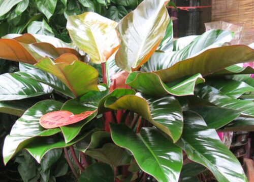 红钻开花吗 开花图片欣赏