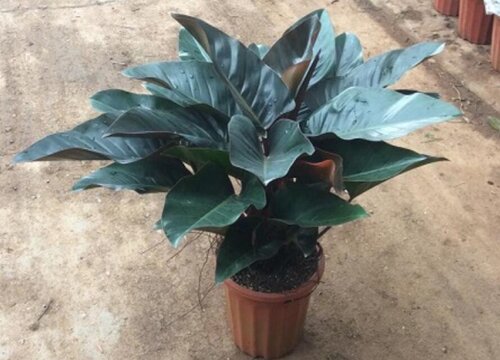 红钻开花吗 开花图片欣赏