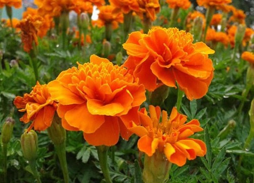 孔雀草什么时候播种好