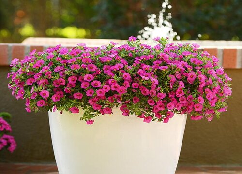 长春花的功效与作用