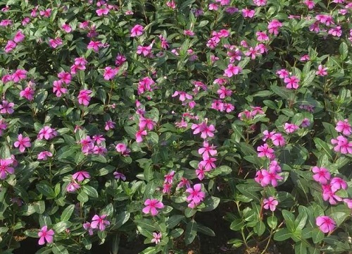 长春花的功效与作用