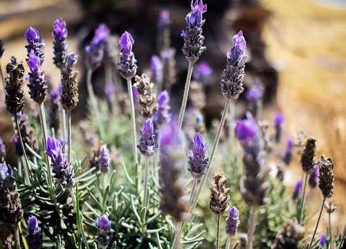 薰衣草适合室内养吗