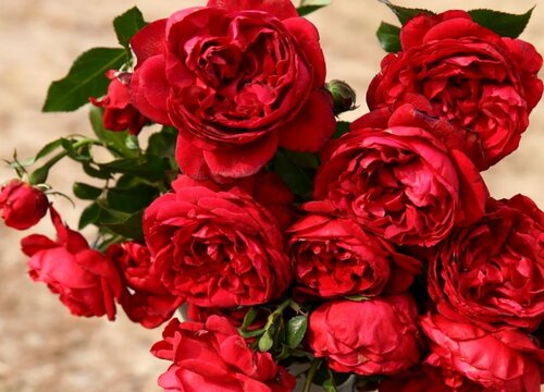 红钻月季的优缺点