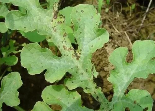 西瓜叶子发黄怎么回事