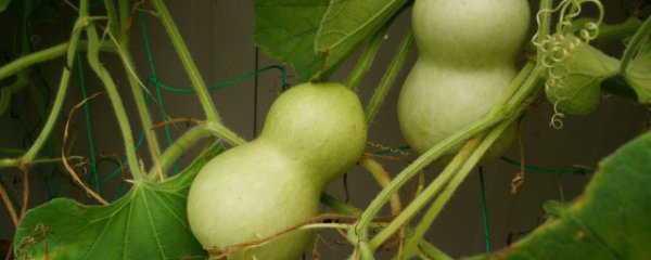 佩戴什么物件可以辟邪转运