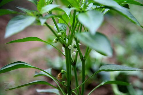 在家种植辣椒需要注意什么