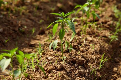 在家种植辣椒需要注意什么