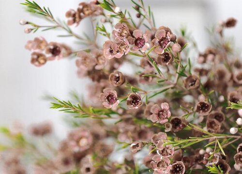 澳洲腊梅鲜切花怎么养护