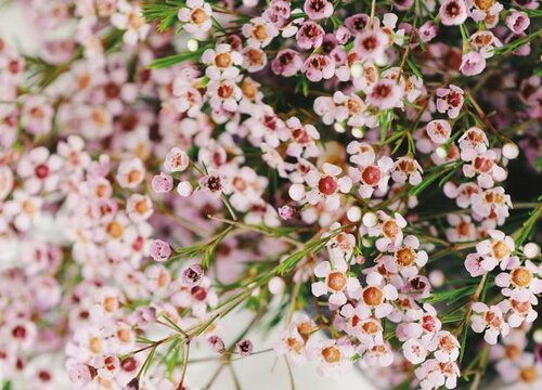 澳洲腊梅鲜切花怎么养护