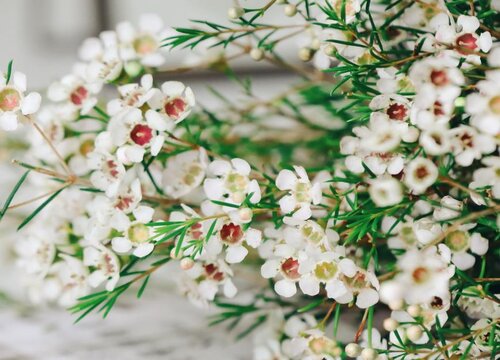 澳洲腊梅鲜切花怎么养护