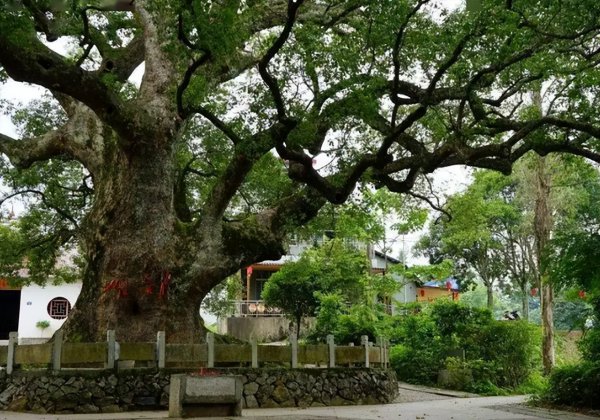 祖坟上长树能不能砍掉