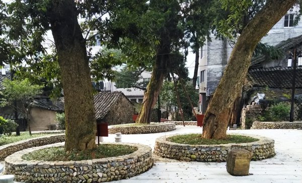 祖坟上长树能不能砍掉