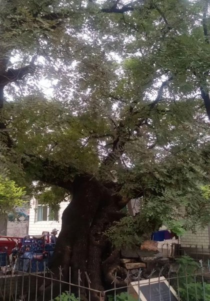 祖坟上长树能不能砍掉