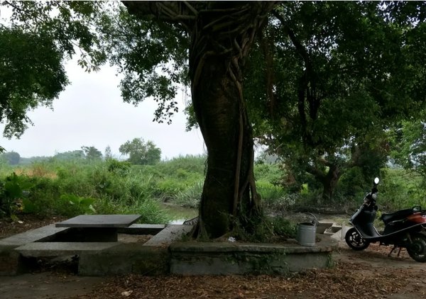 祖坟上长树能不能砍掉