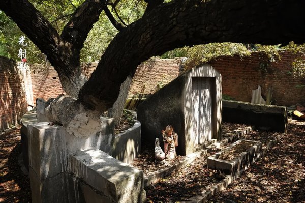 祖坟上长树能不能砍掉