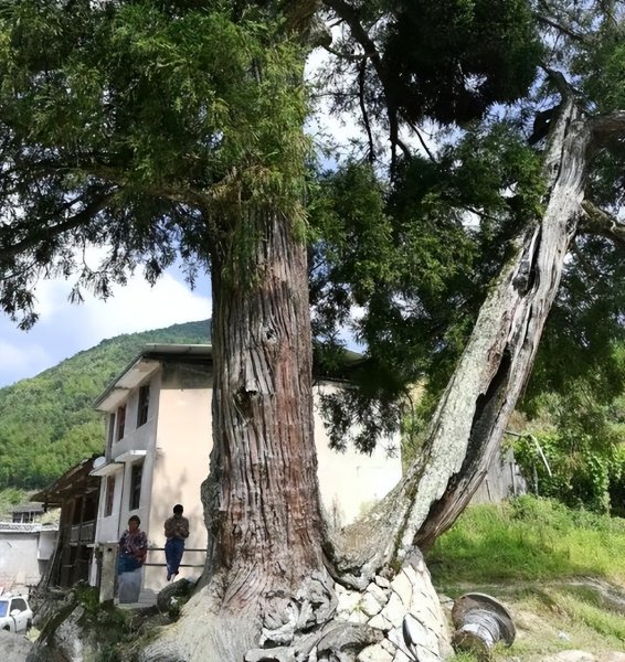 祖坟上长树能不能砍掉