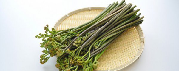 干的蕨菜怎么泡发的快