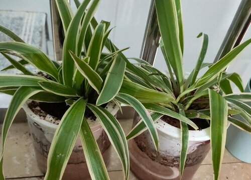 吊兰冬天会冻死吗