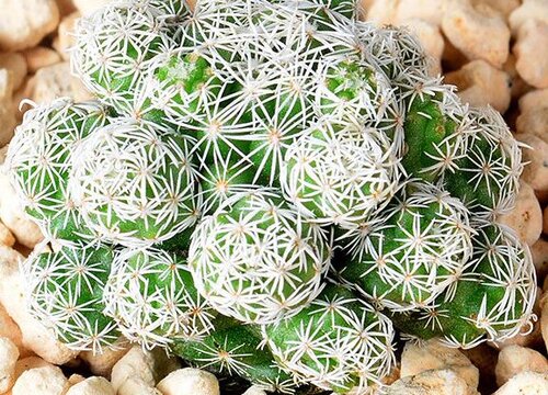 刺球植物品种及图片