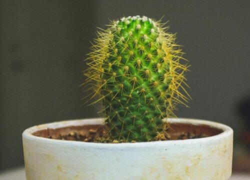 刺球植物品种及图片