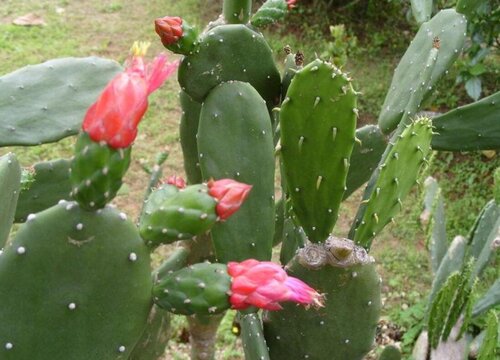 刺球植物品种及图片