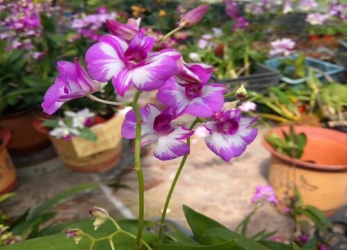 石斛兰品种名称及图片