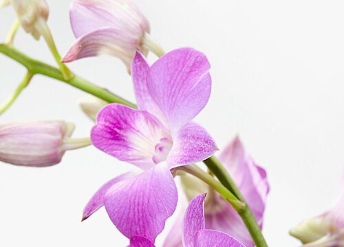 石斛兰品种名称及图片