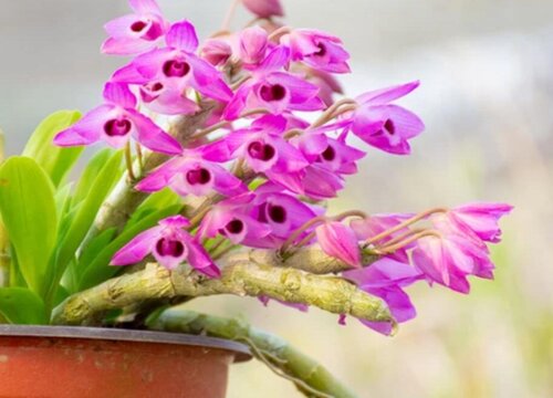 石斛兰品种名称及图片