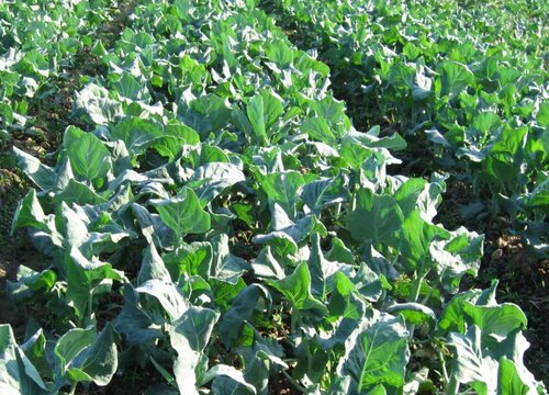 芥蓝种植时间和方法