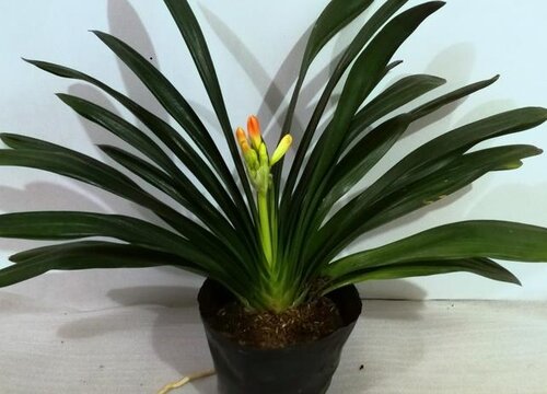 钙片和维C片养君子兰叶片长得快