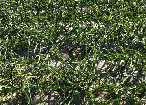 大蒜冬前到底浇水不浇水