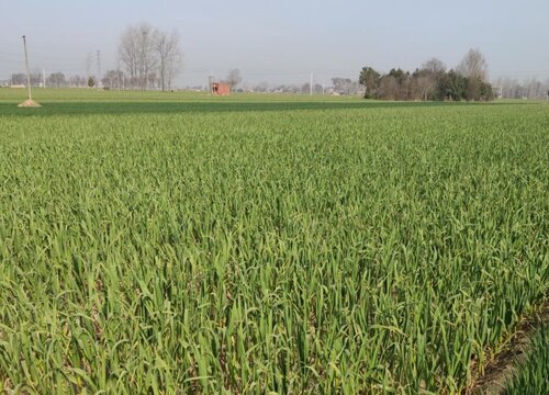 大蒜冬前到底浇水不浇水