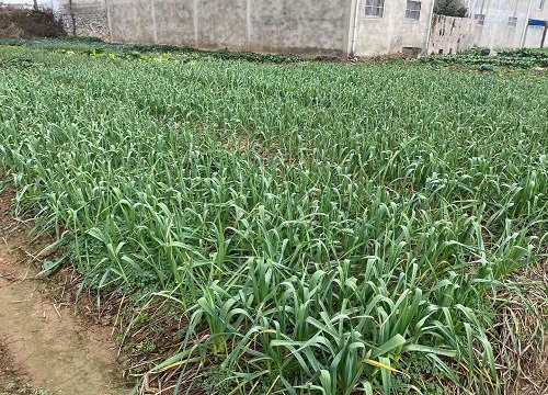 大蒜冬前到底浇水不浇水