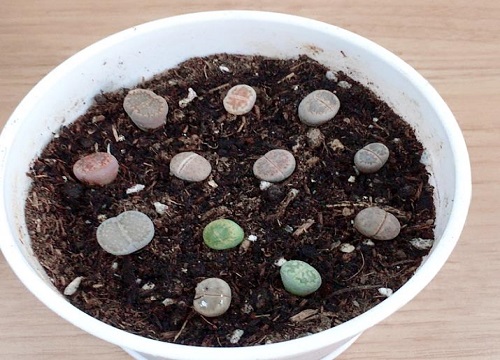 生石花土配制方法