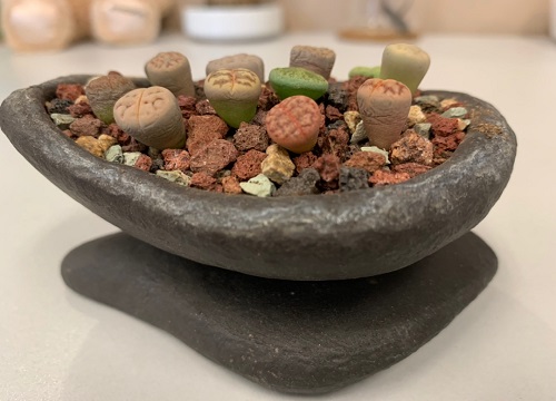 生石花土配制方法