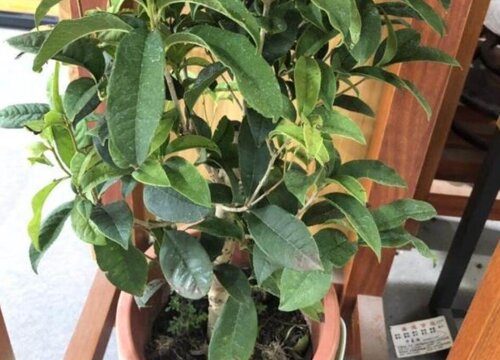 冬季怎么养桂花花开爆盆