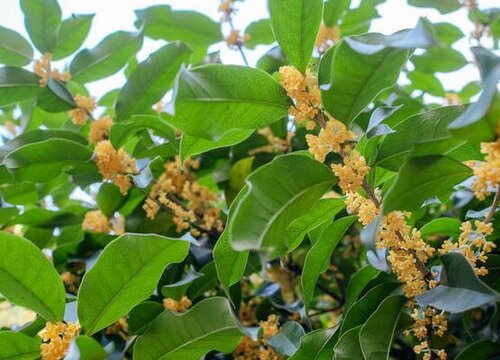 冬季怎么养桂花花开爆盆