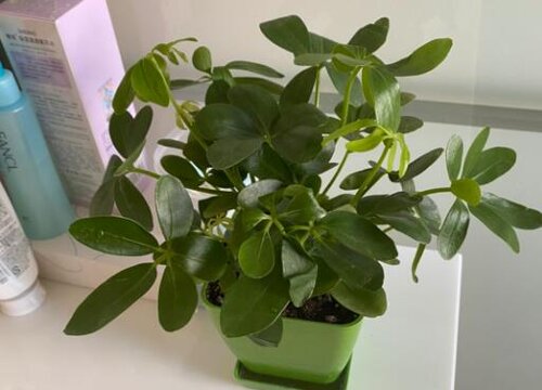 什么花净化空气好养活