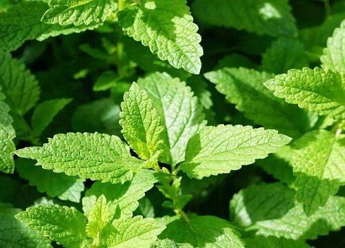 什么花净化空气好养活