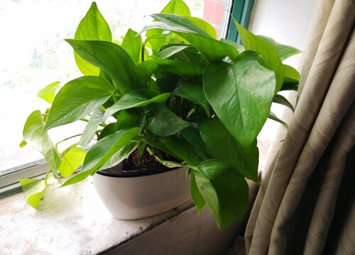 什么花净化空气好养活