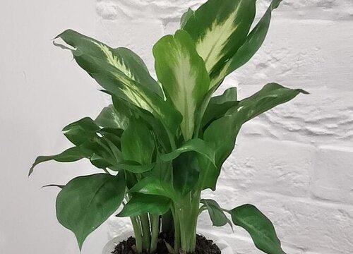 什么花净化空气好养活