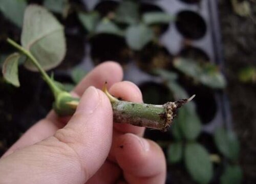 玫瑰可以扦插成活吗