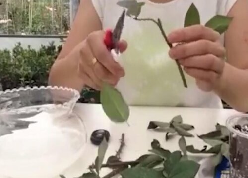 玫瑰可以扦插成活吗