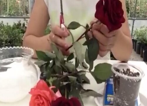 玫瑰可以扦插成活吗